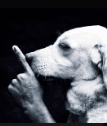 silenciodog