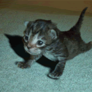 cat strong