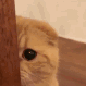 cat peek