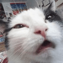 cat huh