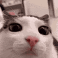 cat blink