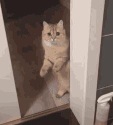 cat leave