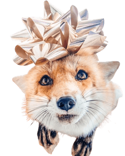Juniper Festive