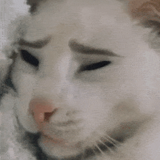 cat no kittens
