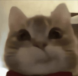 BeesCat