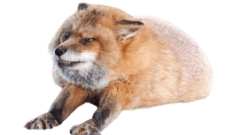 angyfinloaf