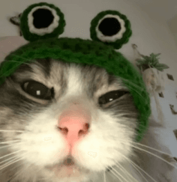 cat froggy | .gg/geese