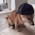 dog swag | .gg/geese