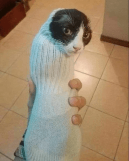 :cat_sock: