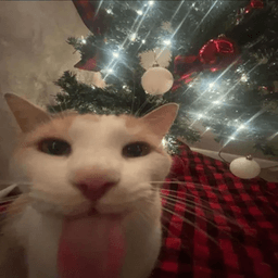 Cat Blah .gg/mommy
