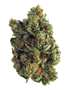 Nug