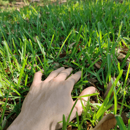 Touch Grass