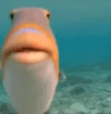 bili