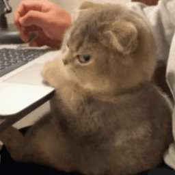 cat-ughh