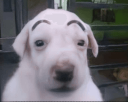 high ass dog 3