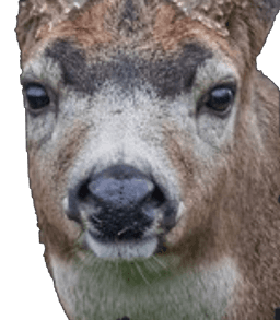 Silas Stare