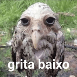 falabaixonengue