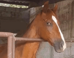 Horse Sus