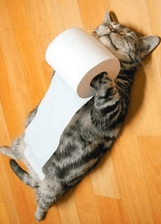 cat dispenser