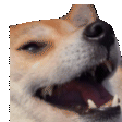 dogeHYPE