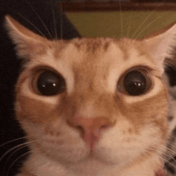 stare