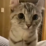 Nosey cat