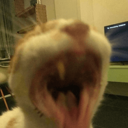 AHHH