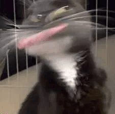 Pretty cat