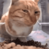 Cat sus .gg/eroarchive