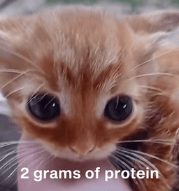 2 grams of protein 