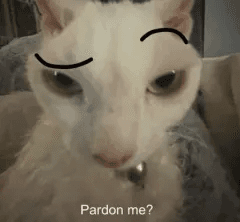 catpardon?