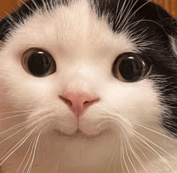 catsmile