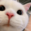 .gg/hmv | cat confused