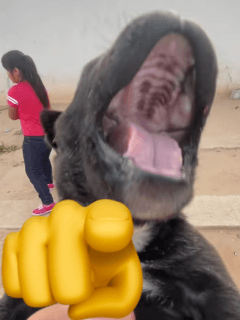 Pendejo