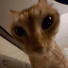 catstare 