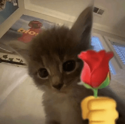 rose 4 u .gg/kitty