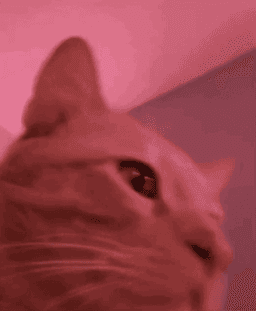 lala cat