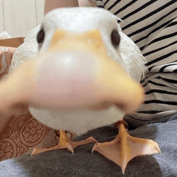 duck sniff