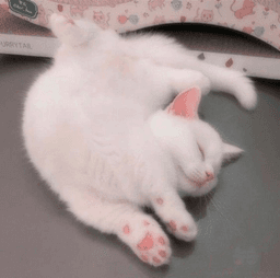 catsleep