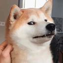 Suspicious dog DOGECOIN DOG