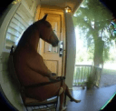 /antidote | Horsin' Around