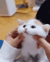 Cute cat squish .gg/hookup
