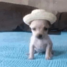 dog  .gg/spook