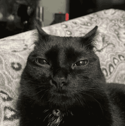 imagecat
