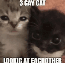 3_gay_cat