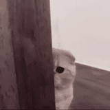Shy