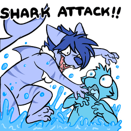 Shark Attack!