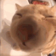 Lick