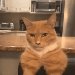 mog