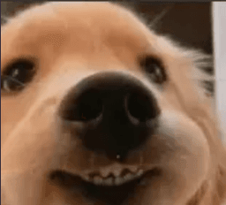 perrito